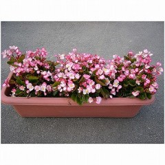 寄せ植え4