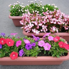 寄せ植え3