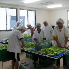 野菜加工