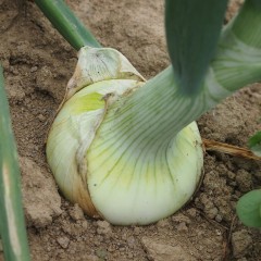 P6113004