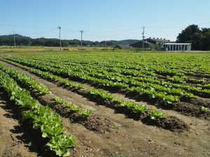 松島の風-畑