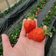 Fotor0610940421-800×600 (1)