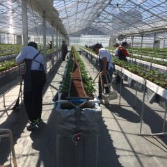 ポラリス_いちごハウスの清掃作業　（株）GRA