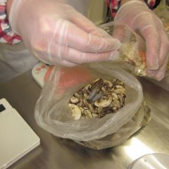 ぱれったけやき宮城野_べんりだ菜⑤